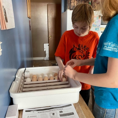 Egg Incubator