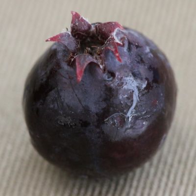 Stoon Berry