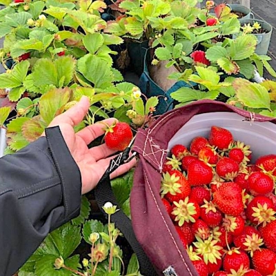 Over the Hill Strawberries
