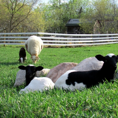 Red Barn Family Farm Lambs