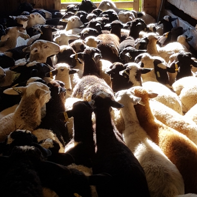 Red Barn Family Farm Lambs