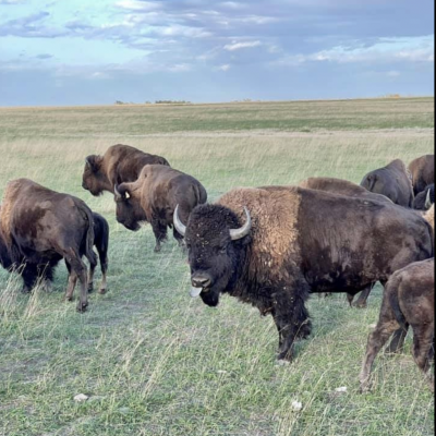 Qu'Appelle Valley Bison