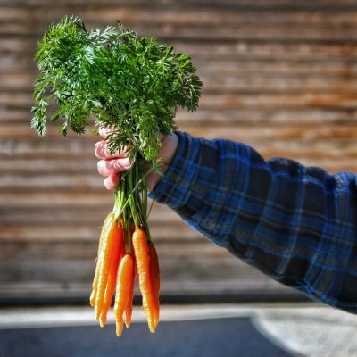 New Carrots
