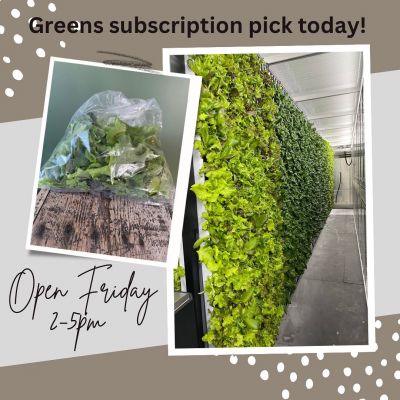Valley Roots Lettuce